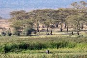 2 days safari from Zanzibar Hippo Grazing