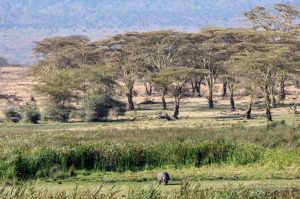 2 days safari from Zanzibar Hippo Grazing