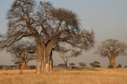 2 days Zanzibar safari tour baobabs