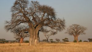 2 days Zanzibar safari tour baobabs