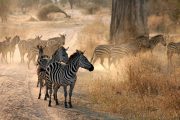 Two day safari from Zanzibar Zebras