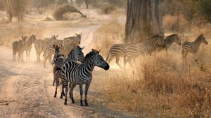 Two day safari from Zanzibar Zebras