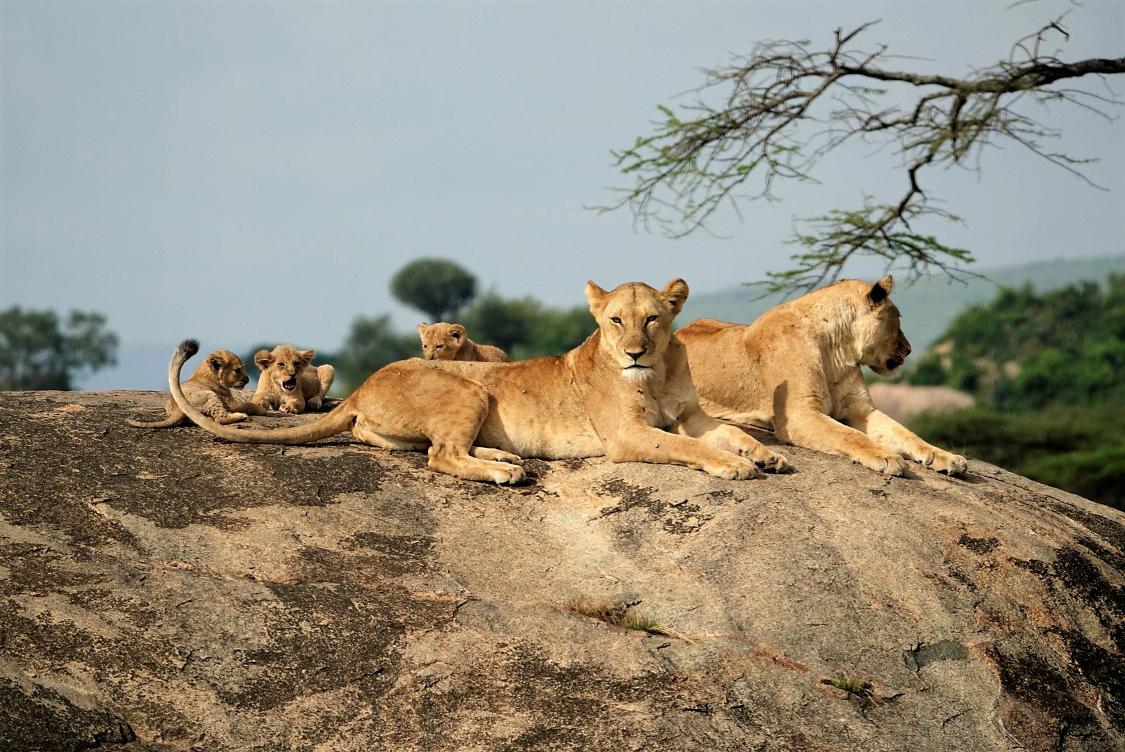 Tanzania safari best time to visit