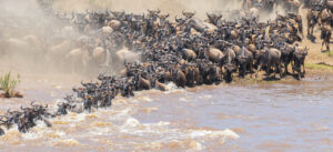 best time to visit Tanzania for safari