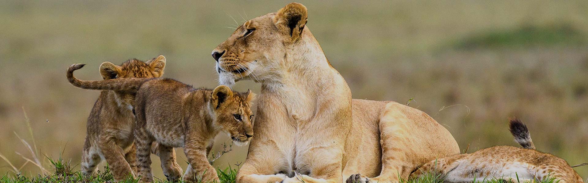 Tanzania Safari Tours & Packages