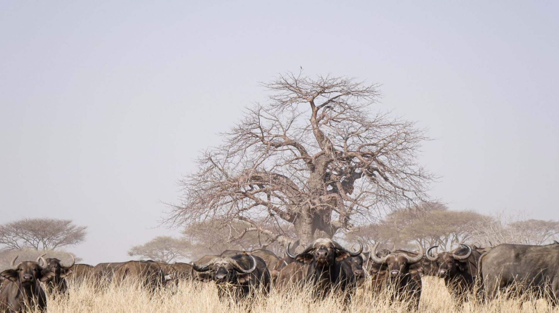 Mikumi National park, Tanzania