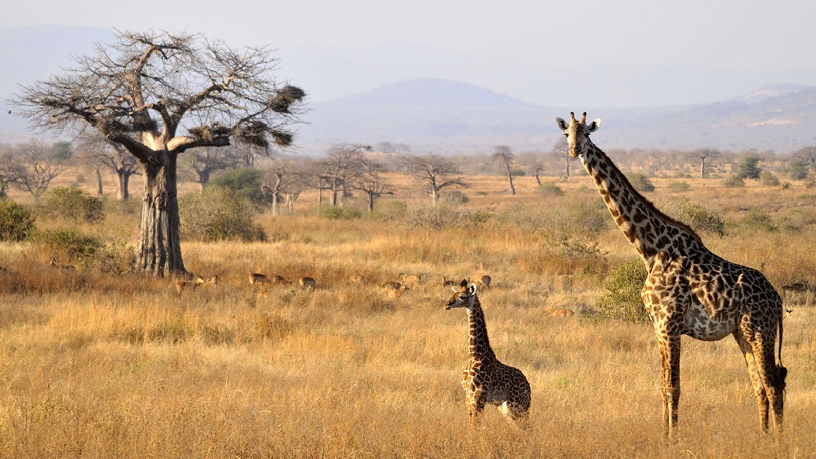 Ruaha National Park Safari From Dar