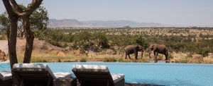 6 day Tanzania Luxury Safari Tour
