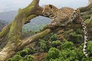 6-day luxury tanzania leopard Ngorongoro