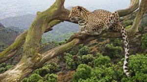 6-day luxury tanzania leopard Ngorongoro