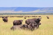 Buffaloes Ngorongoro 6 day Luxury