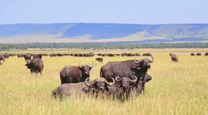 Buffaloes Ngorongoro 6 day Luxury