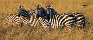 6-day Tanzania Luxury safari package