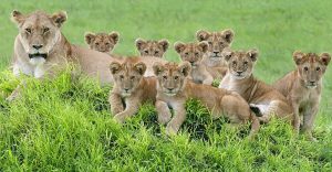 Tanzania safari with kids