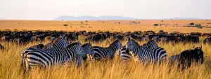 Contact safaris in Tanzania