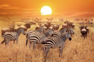 15 reasons to visit Tanzania