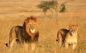 Tanzania safari from Zanzibar