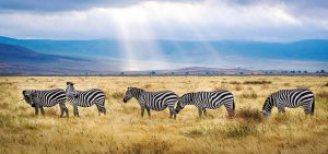 3-day Tanzania safaris from Zanzibar