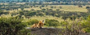3-day safari packages from Zanzibar