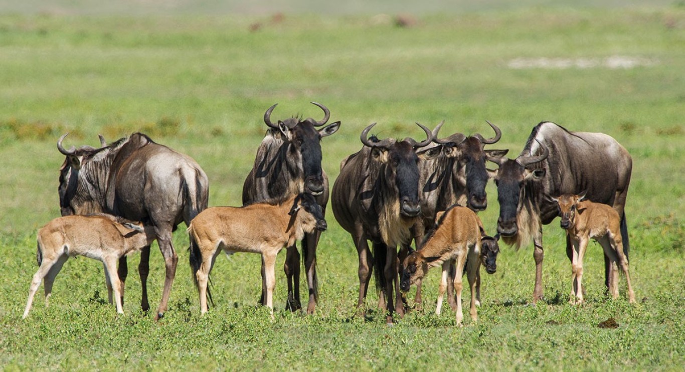 Ndutu Plains, Southern Serengeti