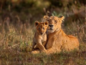 Frequently Asked Questions Tanzania Safari