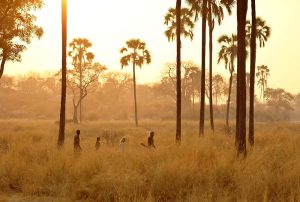 What is Tanzania famous for Ruaha Walking Safari