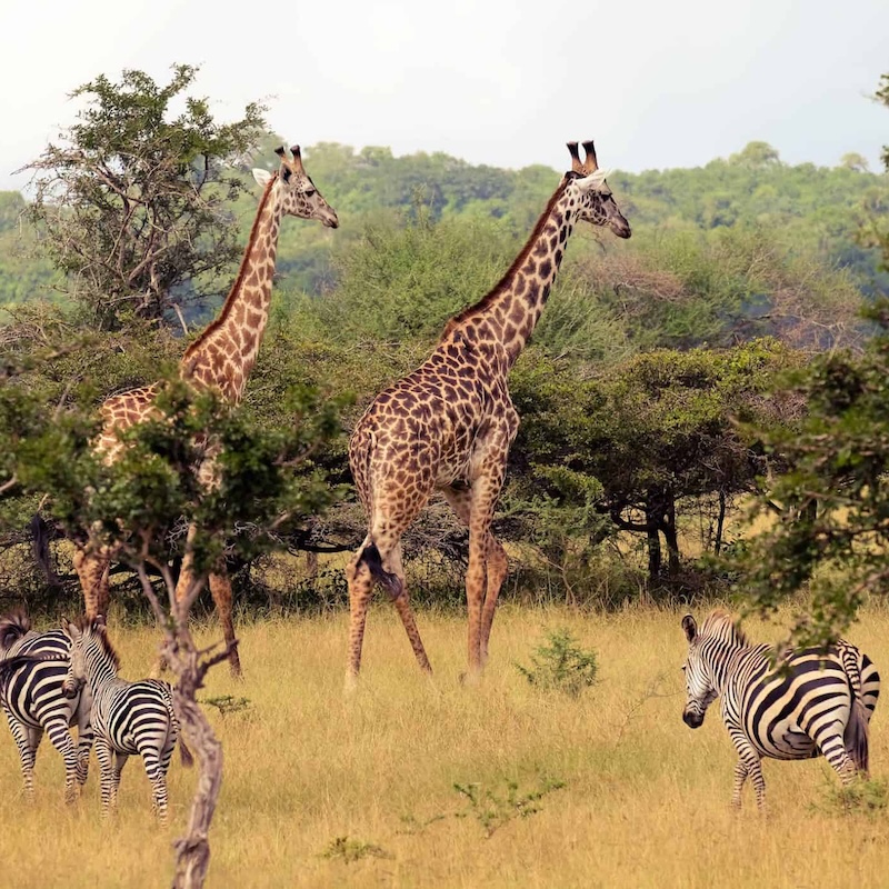 5 days Nyerere from Zanzibar