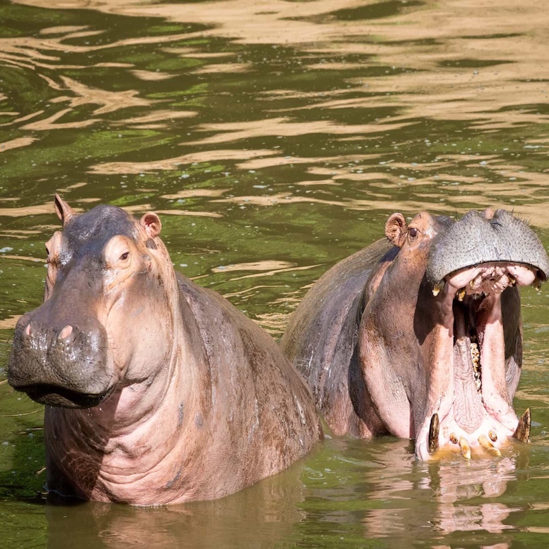 5 days Southern Tanzania Nyerere