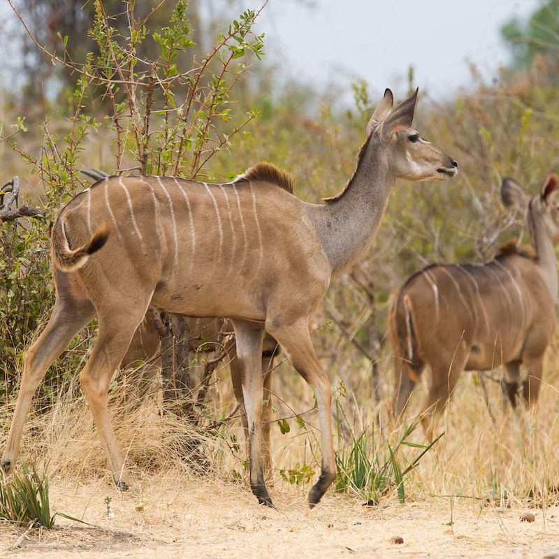 8 days Southern Tanzania Nyerere