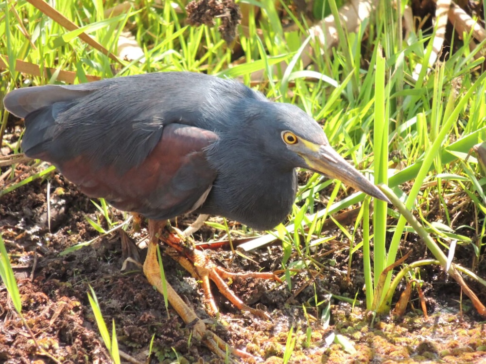 Lake-Manyara-National-Park-Birds Lake Manyara National Park Birds