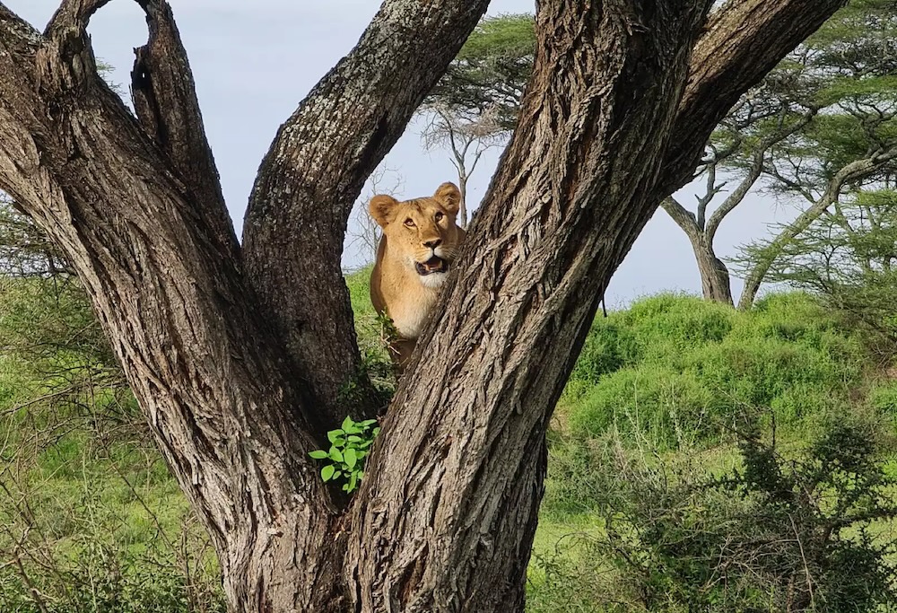 Lake-Manyara-National-Park-Lions-Tree