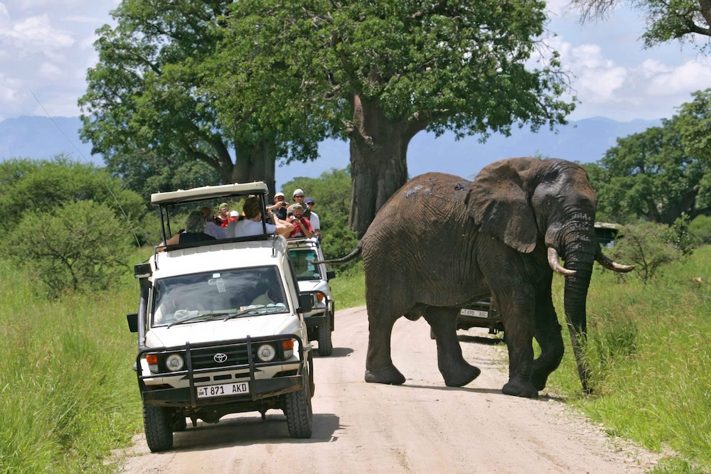 Lake-Manyara-National-Park-Safari