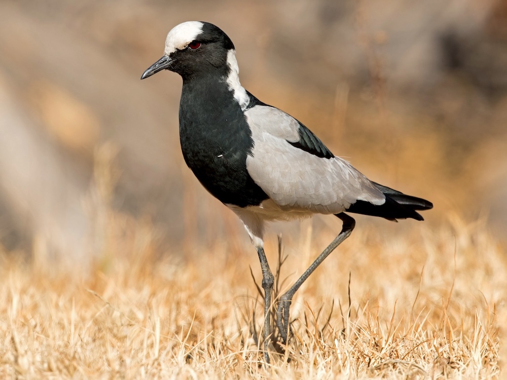 Lake-Manyara-National-Park-Single-Bird