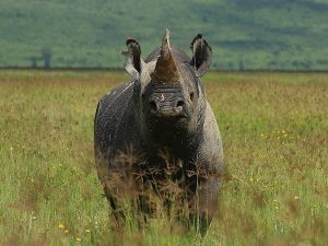 Ngorongoro Crater Black Rhino