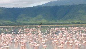 Ngorongoro Crater flamingos 2026
