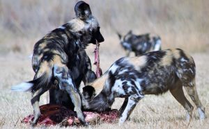 Nyerere National Park African Wild Dogs