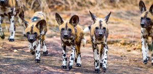 Nyerere National Park Safari