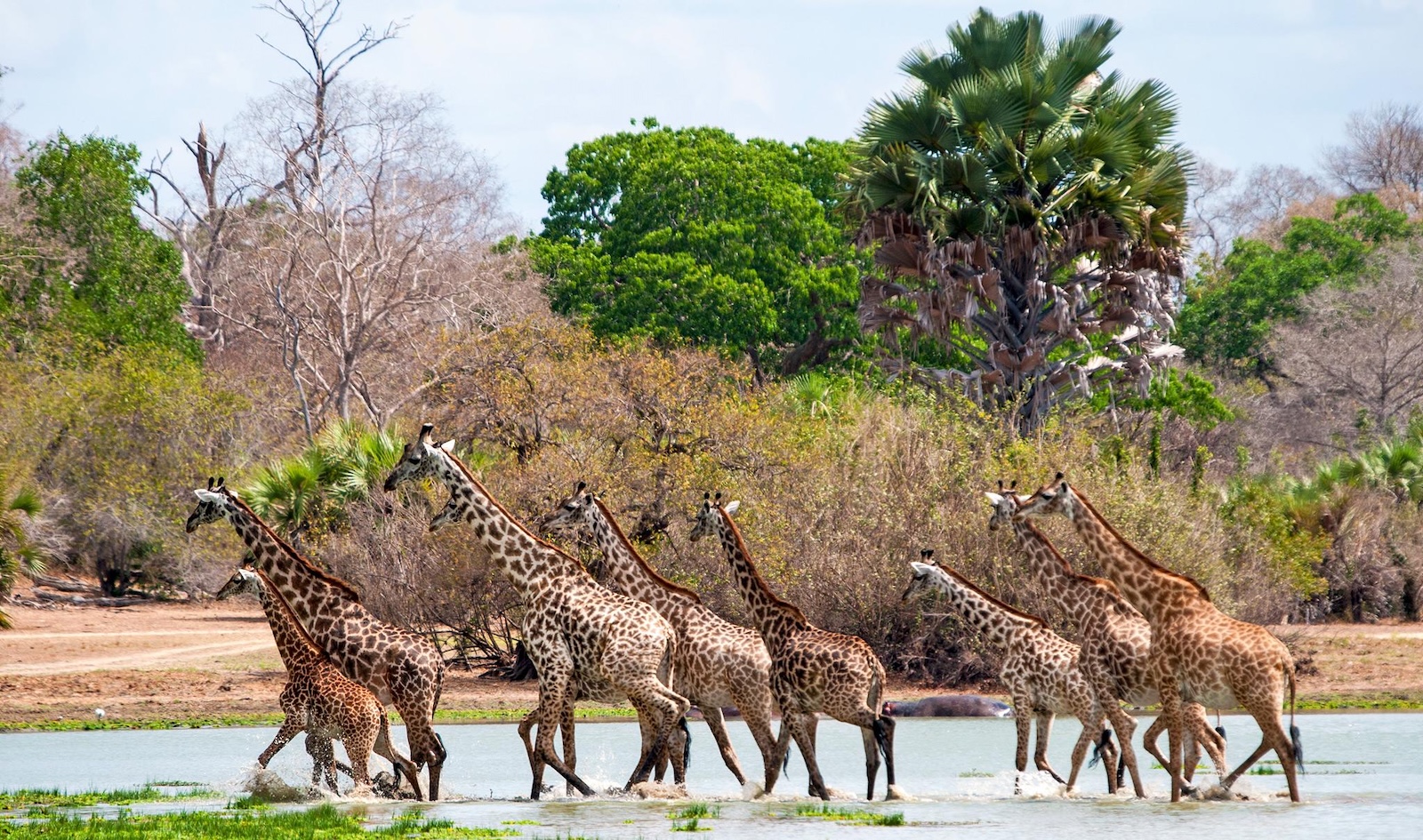Nyerere National Park Tanzania
