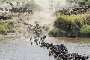 Serengeti Great Migration Mara River 2026