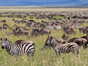 Serengeti National Park Home