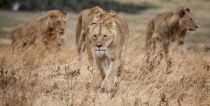 Top 10 National Parks in Tanzania
