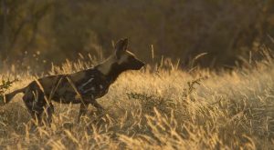Top 10 Tanzania Parks Ruaha National Park