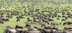 9-Day Serengeti Safari and Zanzibar Beach