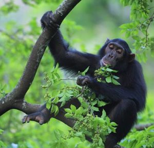 Best Time To See Chimps Tanzania