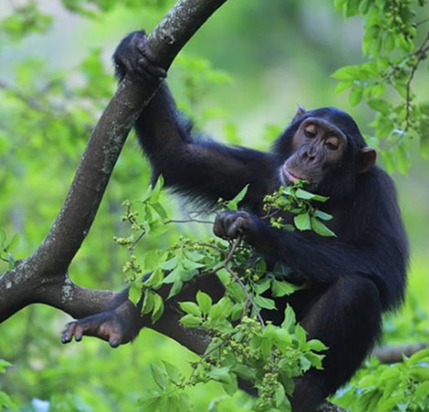 Best Time To See Chimps Tanzania