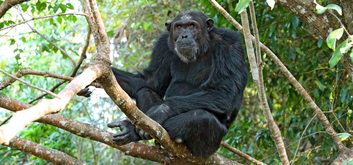 Gombe or Mahale Which is best for Chimps?