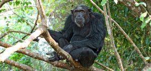 Gombe or Mahale Which is best for Chimps?