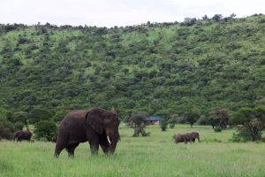 Safari Haven Serengeti Camp Central