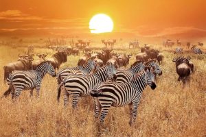 Safari Serengeti and Zanzibar 9 Days