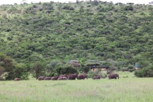 Safari Haven Central Camp animals